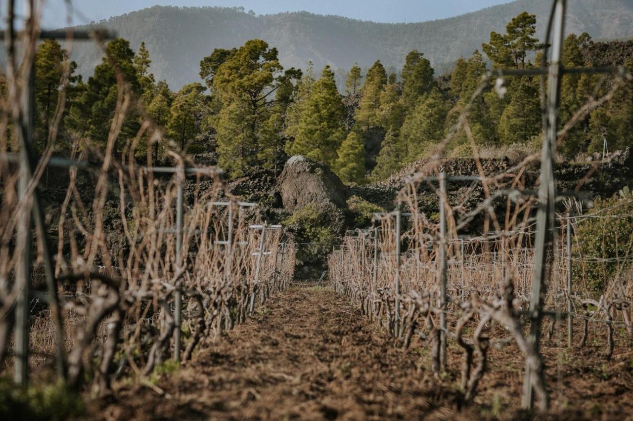 Finca Ecologica Ferrera. Alojamiento Rural. Arafo Buitenkant foto